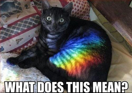 Rainbow cat!
